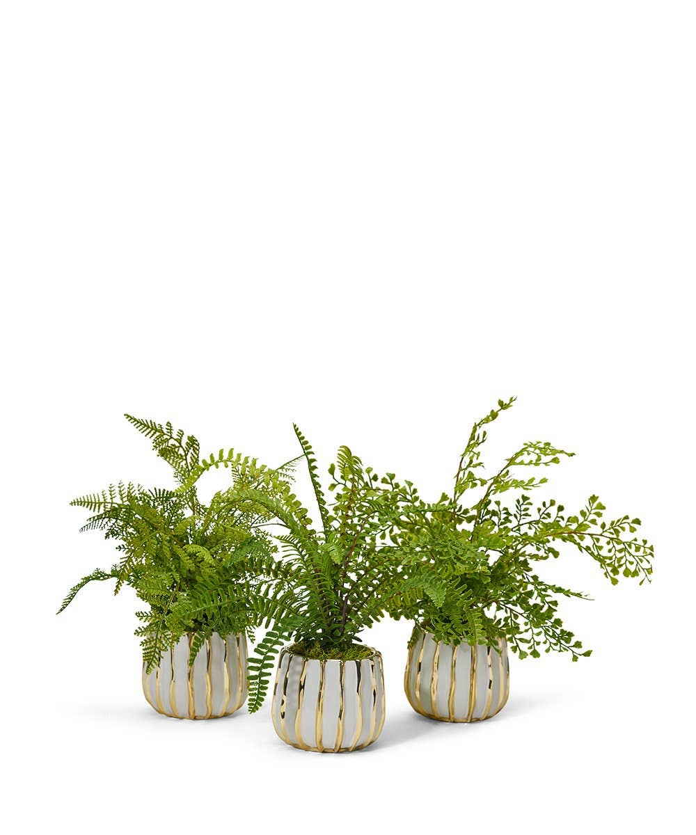 Fern in White/Gold Pot