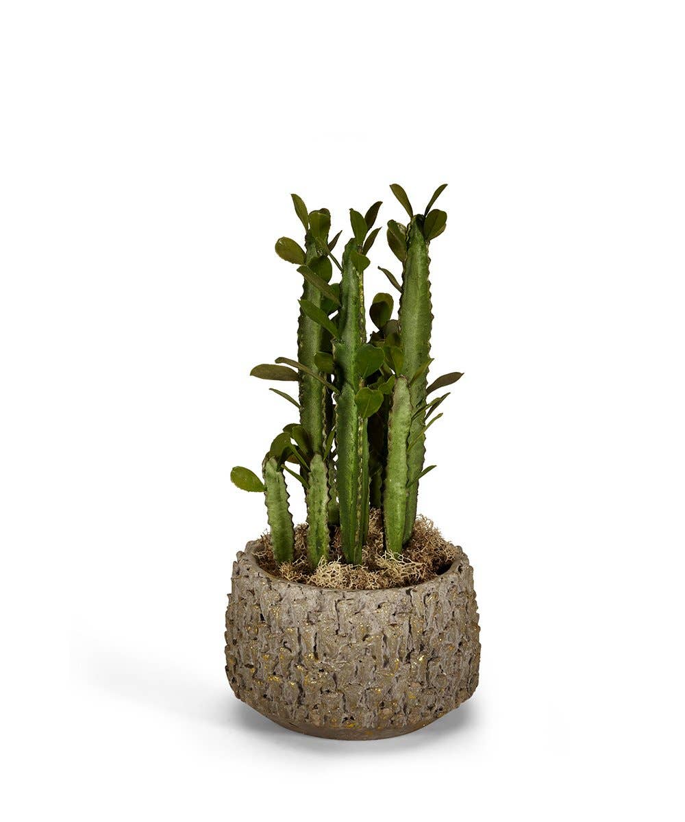 Pencil Cactus in Clay Polished Container