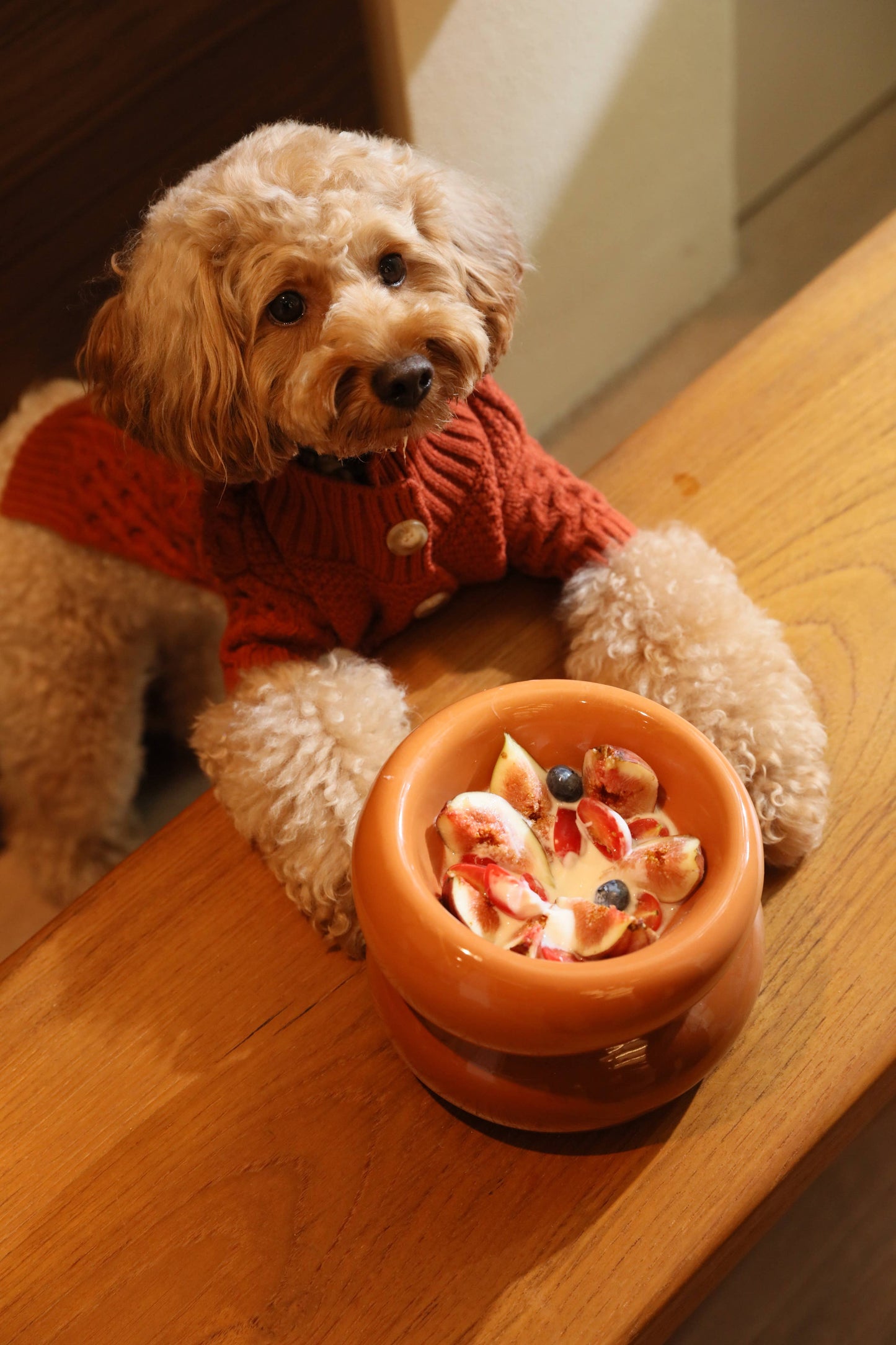 Soufflé Pet Bowl - Amber Orange